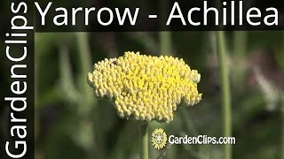 Yarrow  Achillea millefolium and other species  How to grow Yarrow [upl. by Thedrick]