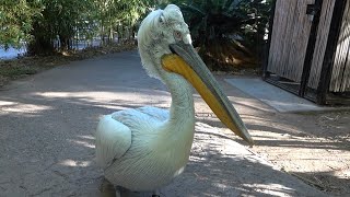 Dalmatian Pelican [upl. by Atileda307]