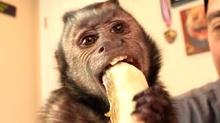 Capuchin Monkey amp Mushy Banana PART 4 [upl. by Askari]