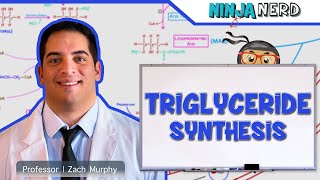 Metabolism  Triglyceride Synthesis [upl. by Elleret]