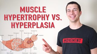 Muscle Hypertrophy vs Hyperplasia  How Muscle Grows [upl. by Vadnee292]