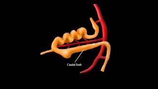 Embryological Rotation of the Midgut [upl. by Ayota]