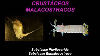 Subfilo Crustacea  Classe Malacostraca [upl. by Animor]