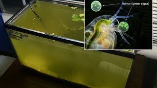 Raising Daphnia for the Freshwater Aquarium [upl. by Oralle398]