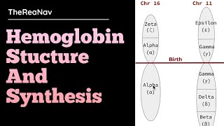 Hemoglobin Stucture and Synthesis [upl. by Evelyn]