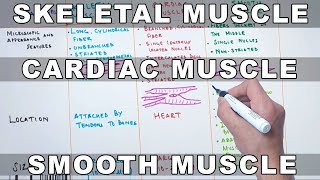 Skeletal Muscle  Cardiac Muscle and Smooth Muscle  Characteristics and Differences [upl. by Snowman687]