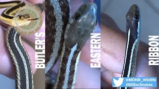 60Second Snakes Garter Snakes and Ribbon Snake [upl. by Yllim]