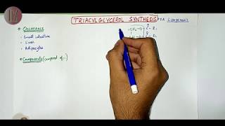 Triacylglycerol Synthesis  Lipid Metabolism  Doctor Z [upl. by Nnep194]