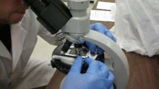 Asbestos testing with Polarizing Light Microscope [upl. by Keemahs]