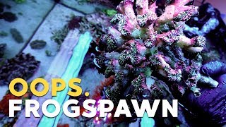 How NOT to Frag Frogspawn Coral [upl. by Alessig]