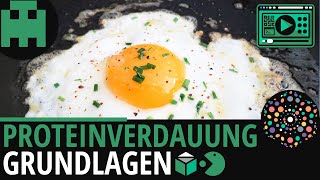 Proteinverdauung einfach erklärt│Biologie Lernvideo Learning Level Up [upl. by Barlow]