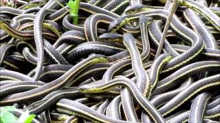 NatureNorthcoms Snakes Alive Video [upl. by Ruyam]