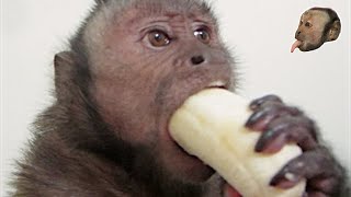 Capuchin Monkey amp Mushy Banana [upl. by Ihcelek]