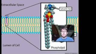 Cell Membranes [upl. by Aicined372]