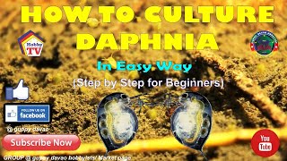 HOW TO CULTURE DAPHNIA In Easy Way [upl. by Eadwina]