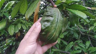 Cola nitida  picking breaking and chewing a fresh Kola nut [upl. by Anida332]