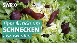 Garten Was hilft gegen Schnecken  Marktcheck SWR [upl. by Notsur693]