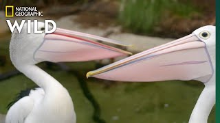 Australian Pelicans Take a Walk  Secrets of the Zoo Down Under [upl. by Bren109]