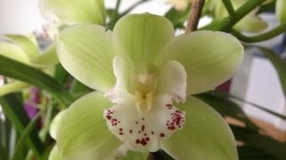 Easy Cymbidium Orchid care culture and rebloom tips [upl. by Landrum249]