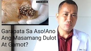 Garapata Ng Aso  Ano Ang Masamang Dulot At Mabisang GamotPayo Ni Doc [upl. by Akaenahs679]