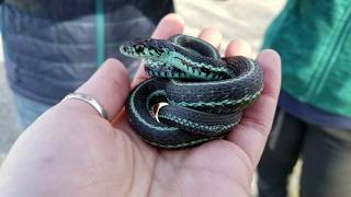 Species spotlight Garter Snakes [upl. by Othella741]