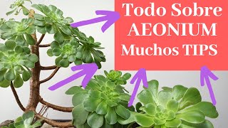 Todo Sobre Aeonium Arboreum TIPS Cuidados Y Reproducción [upl. by Zwick290]